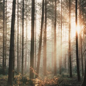 Preview wallpaper trees, forest, rays, bushes