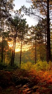 Preview wallpaper trees, forest, rays, sun, bushes