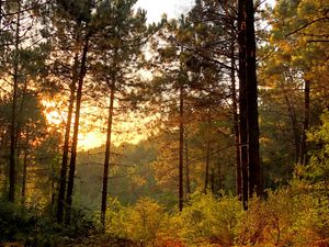 Preview wallpaper trees, forest, rays, sun, bushes