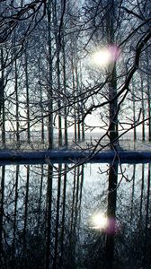 Preview wallpaper trees, forest, reflection, evening