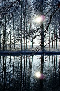 Preview wallpaper trees, forest, reflection, evening