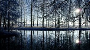 Preview wallpaper trees, forest, reflection, evening