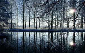 Preview wallpaper trees, forest, reflection, evening