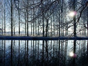 Preview wallpaper trees, forest, reflection, evening