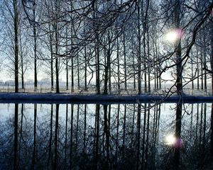 Preview wallpaper trees, forest, reflection, evening