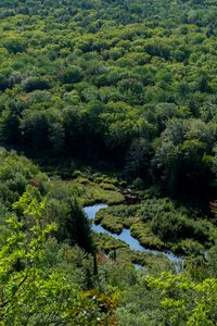 Preview wallpaper trees, forest, river, grass, nature