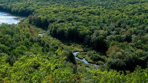 Preview wallpaper trees, forest, river, grass, nature