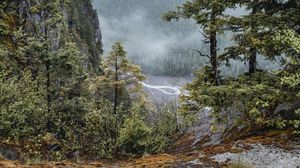 Preview wallpaper trees, forest, river, fog, nature