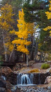 Preview wallpaper trees, forest, river, autumn, nature