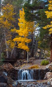 Preview wallpaper trees, forest, river, autumn, nature