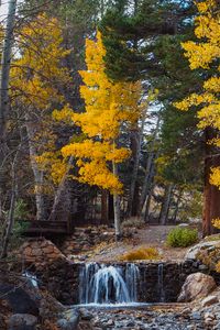 Preview wallpaper trees, forest, river, autumn, nature