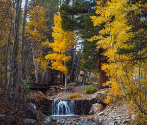 Preview wallpaper trees, forest, river, autumn, nature