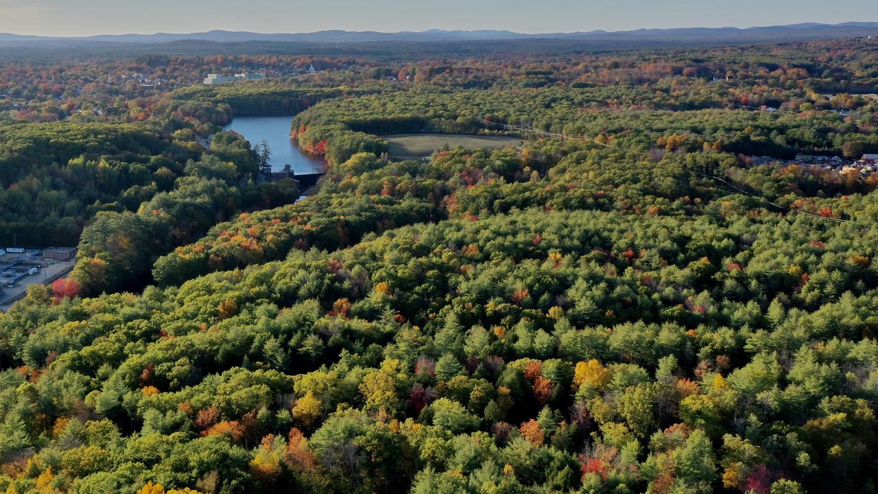 Wallpaper trees, forest, river, nature, landscape