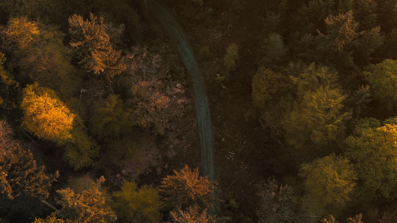 Wallpaper trees, forest, road, aerial view