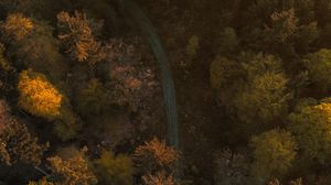 Preview wallpaper trees, forest, road, aerial view
