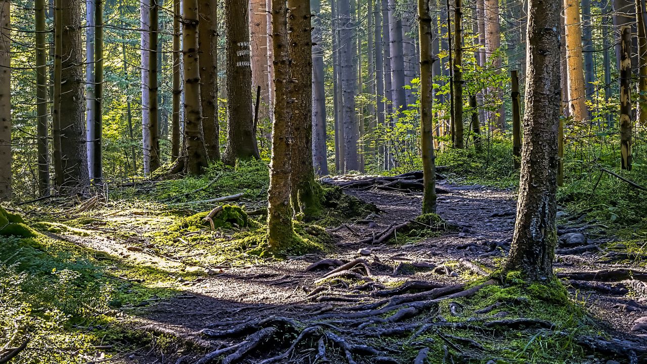 Wallpaper trees, forest, roots, trunks, nature, landscape