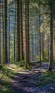 Preview wallpaper trees, forest, roots, trunks, nature, landscape