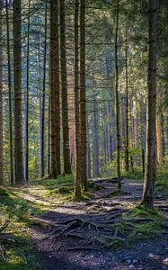 Preview wallpaper trees, forest, roots, trunks, nature, landscape