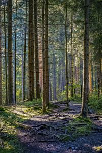 Preview wallpaper trees, forest, roots, trunks, nature, landscape