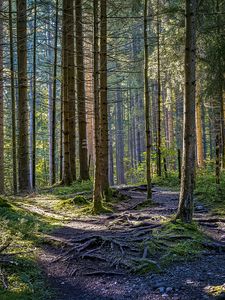 Preview wallpaper trees, forest, roots, trunks, nature, landscape