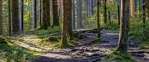 Preview wallpaper trees, forest, roots, trunks, nature, landscape