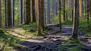 Preview wallpaper trees, forest, roots, trunks, nature, landscape