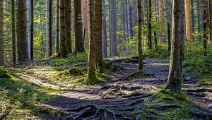 Preview wallpaper trees, forest, roots, trunks, nature, landscape