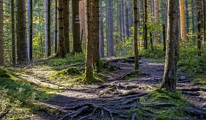 Preview wallpaper trees, forest, roots, trunks, nature, landscape