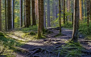 Preview wallpaper trees, forest, roots, trunks, nature, landscape