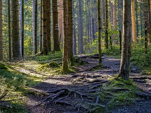 Preview wallpaper trees, forest, roots, trunks, nature, landscape