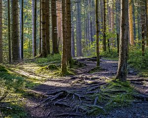 Preview wallpaper trees, forest, roots, trunks, nature, landscape