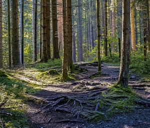 Preview wallpaper trees, forest, roots, trunks, nature, landscape