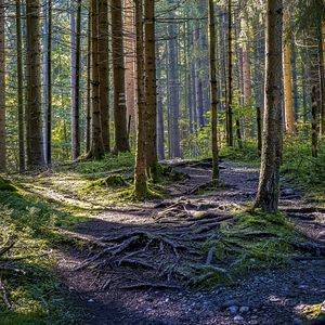 Preview wallpaper trees, forest, roots, trunks, nature, landscape