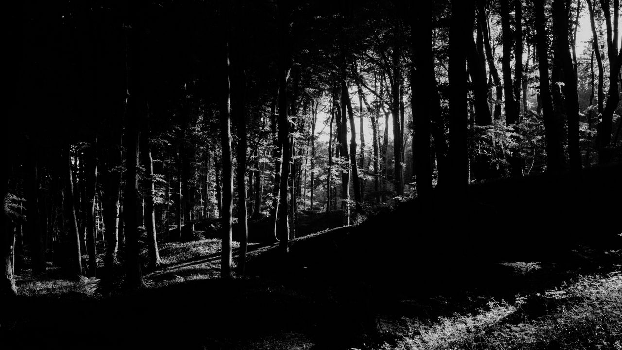 Wallpaper trees, forest, shadows, black and white