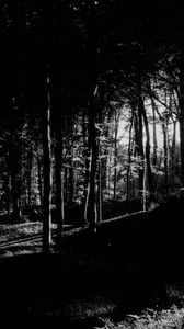 Preview wallpaper trees, forest, shadows, black and white