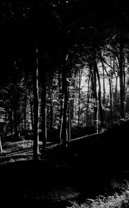 Preview wallpaper trees, forest, shadows, black and white