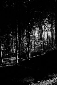 Preview wallpaper trees, forest, shadows, black and white