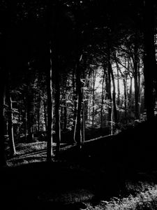 Preview wallpaper trees, forest, shadows, black and white