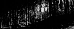 Preview wallpaper trees, forest, shadows, black and white