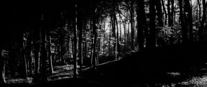 Preview wallpaper trees, forest, shadows, black and white