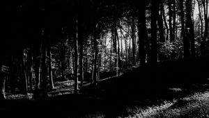 Preview wallpaper trees, forest, shadows, black and white