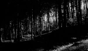 Preview wallpaper trees, forest, shadows, black and white