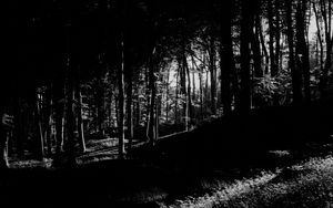 Preview wallpaper trees, forest, shadows, black and white