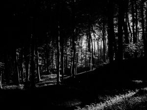 Preview wallpaper trees, forest, shadows, black and white