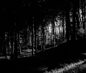 Preview wallpaper trees, forest, shadows, black and white