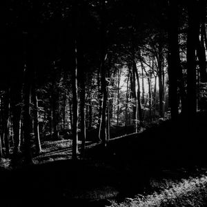 Preview wallpaper trees, forest, shadows, black and white