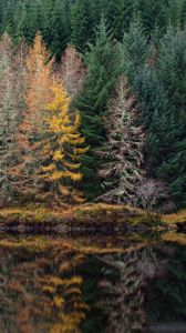 Preview wallpaper trees, forest, shore, river, reflection, nature