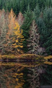 Preview wallpaper trees, forest, shore, river, reflection, nature