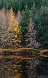 Preview wallpaper trees, forest, shore, river, reflection, nature