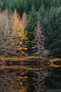 Preview wallpaper trees, forest, shore, river, reflection, nature